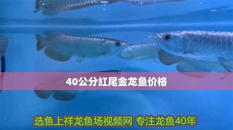 40公分紅尾金龍魚價格