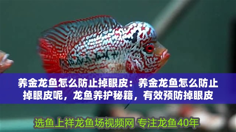 養金龍魚怎么防止掉眼皮：養金龍魚怎么防止掉眼皮呢，龍魚養護秘籍，有效預防掉眼皮