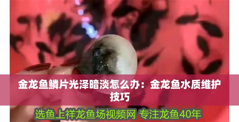 金龍魚鱗片光澤暗淡怎么辦：金龍魚水質維護技巧