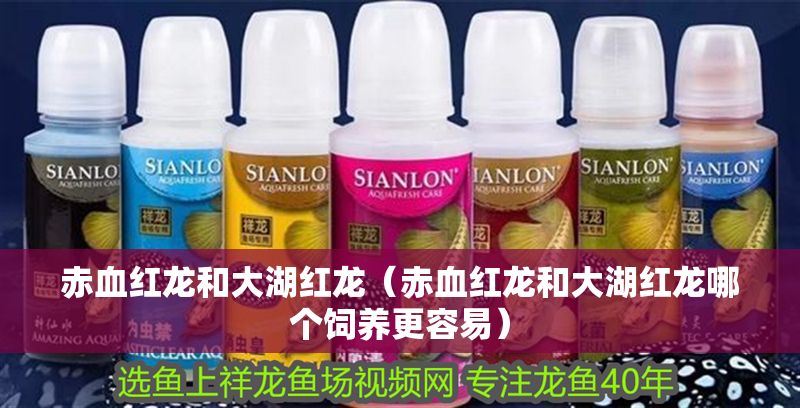 赤血紅龍和大湖紅龍（赤血紅龍和大湖紅龍哪個飼養(yǎng)更容易）