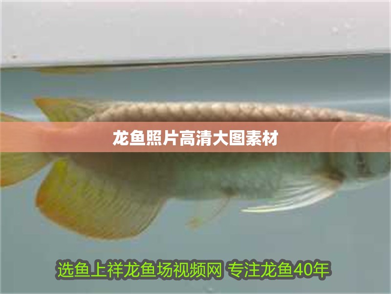 龍魚照片高清大圖素材 龍魚照片高清大圖素材 龍魚百科 第3張