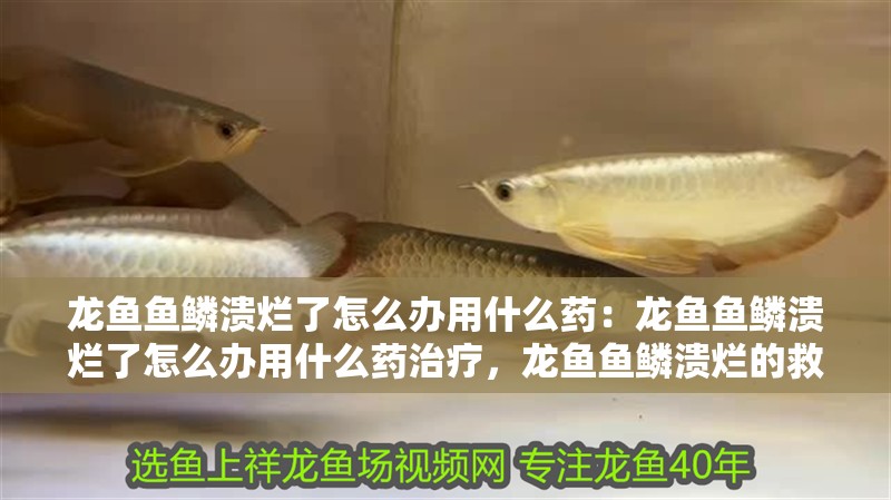 龍魚魚鱗潰爛了怎么辦用什么藥：龍魚魚鱗潰爛了怎么辦用什么藥治療，龍魚魚鱗潰爛的救治方法