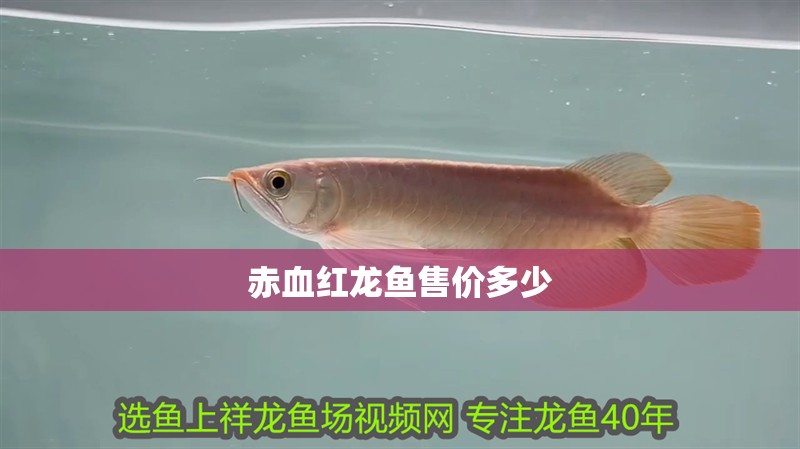 赤血紅龍魚售價多少