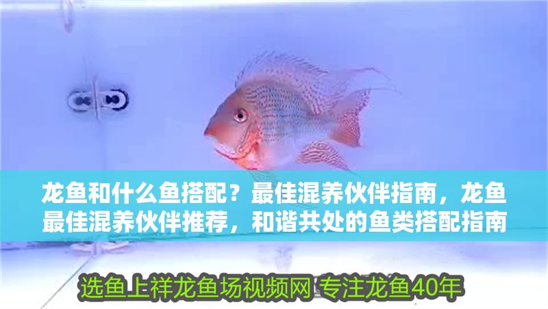 龍魚和什么魚搭配？最佳混養伙伴指南，龍魚最佳混養伙伴推薦，和諧共處的魚類搭配指南