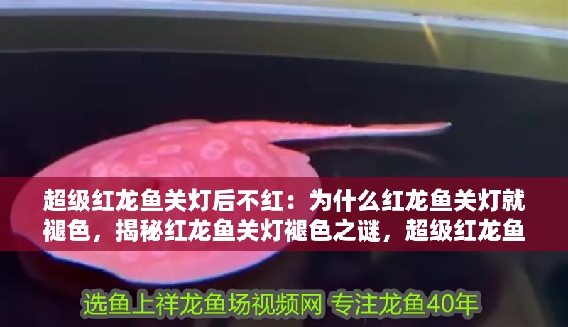 超級紅龍魚關燈后不紅：為什么紅龍魚關燈就褪色，揭秘紅龍魚關燈褪色之謎，超級紅龍魚為何