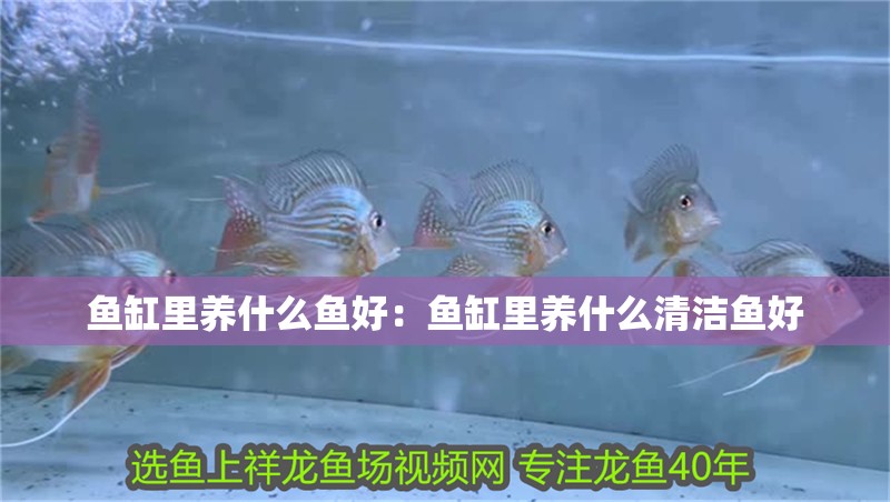 魚缸里養什么魚好：魚缸里養什么清潔魚好