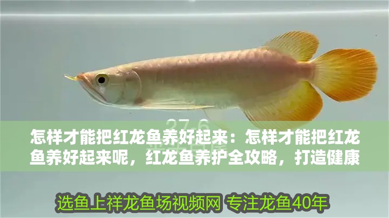 怎樣才能把紅龍魚養好起來：怎樣才能把紅龍魚養好起來呢，紅龍魚養護全攻略，打造健康活力的水族環境