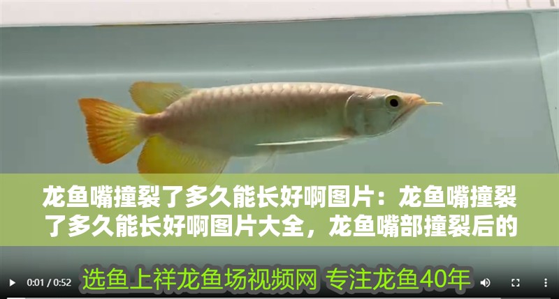 龍魚嘴撞裂了多久能長好啊圖片：龍魚嘴撞裂了多久能長好啊圖片大全，龍魚嘴部撞裂后的愈合時長