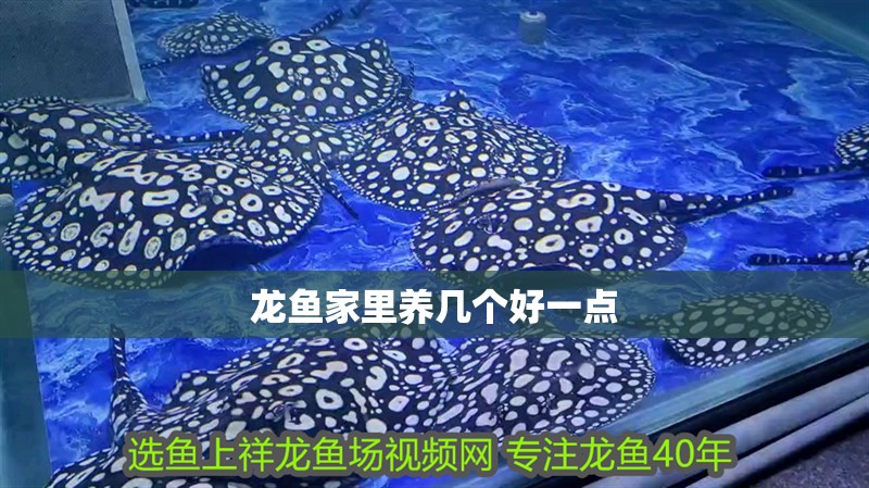 龍魚家里養幾個好一點