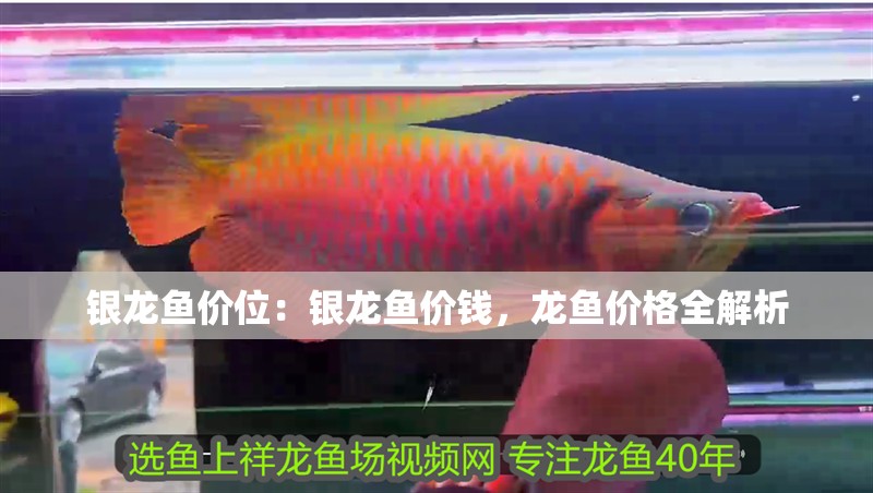 銀龍魚價位：銀龍魚價錢，龍魚價格全解析