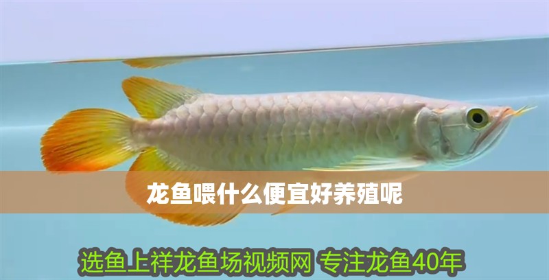 龍魚喂什么便宜好養(yǎng)殖呢