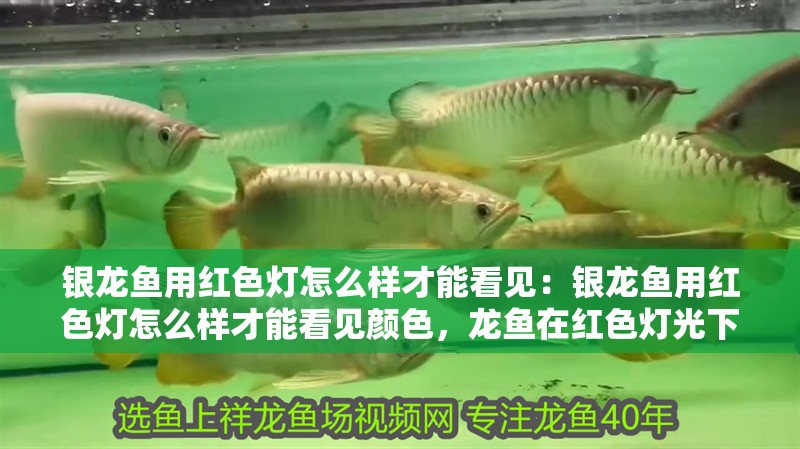銀龍魚用紅色燈怎么樣才能看見：銀龍魚用紅色燈怎么樣才能看見顏色，龍魚在紅色燈光下如何顯色