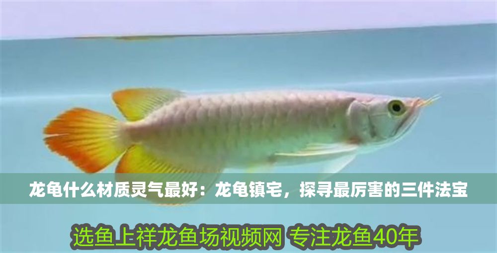 龍龜什么材質靈氣最好：龍龜鎮宅，探尋最厲害的三件法寶