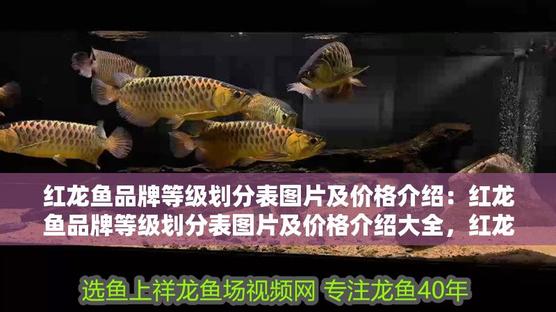 紅龍魚品牌等級(jí)劃分表圖片及價(jià)格介紹：紅龍魚品牌等級(jí)劃分表圖片及價(jià)格介紹大全，紅龍魚品牌等級(jí)劃分與價(jià)格全