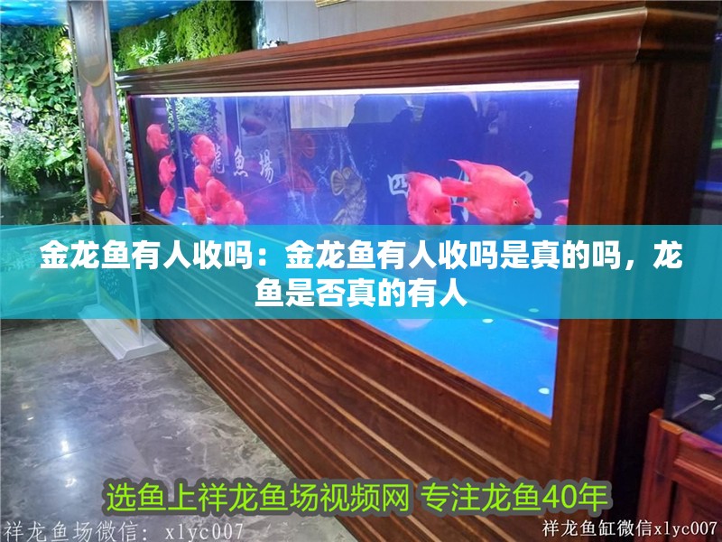 金龍魚有人收嗎：金龍魚有人收嗎是真的嗎，龍魚是否真的有人