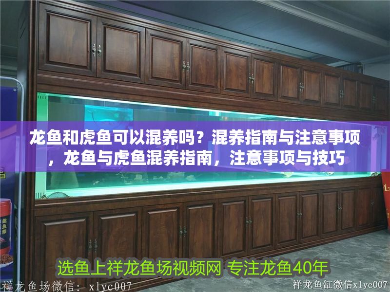 龍魚(yú)和虎魚(yú)可以混養(yǎng)嗎？混養(yǎng)指南與注意事項(xiàng)，龍魚(yú)與虎魚(yú)混養(yǎng)指南，注意事項(xiàng)與技巧 龍魚(yú)和虎魚(yú)可以混養(yǎng)嗎？混養(yǎng)指南與注意事項(xiàng)，龍魚(yú)與虎魚(yú)混養(yǎng)指南，注意事項(xiàng)與技巧 龍魚(yú)百科 第1張