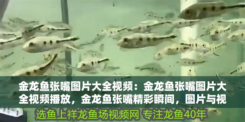 金龍魚張嘴圖片大全視頻：金龍魚張嘴圖片大全視頻播放，金龍魚張嘴精彩瞬間，圖片與視頻全覽