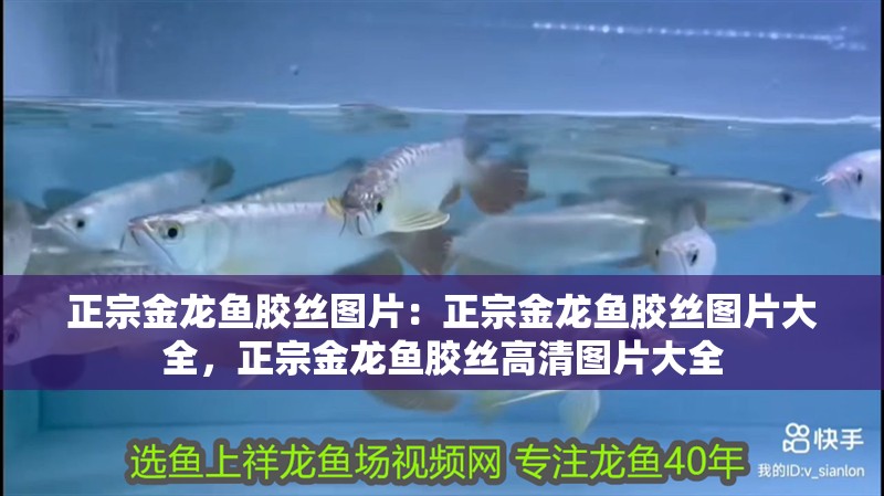 正宗金龍魚膠絲圖片：正宗金龍魚膠絲圖片大全，正宗金龍魚膠絲高清圖片大全
