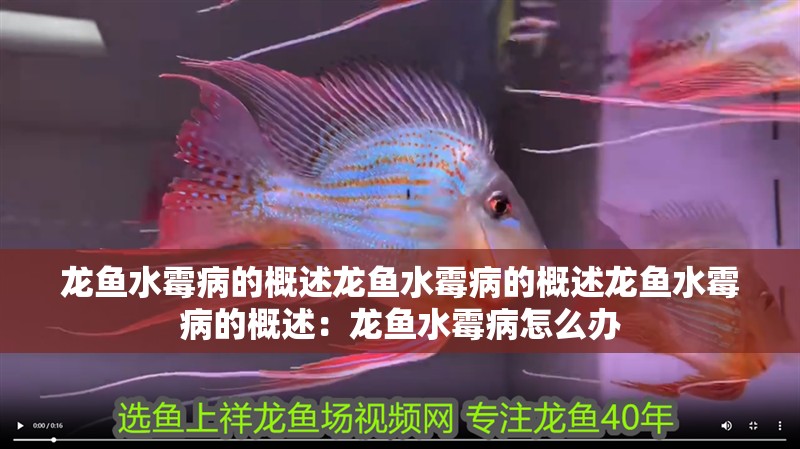 龍魚水霉病的概述龍魚水霉病的概述龍魚水霉病的概述：龍魚水霉病怎么辦