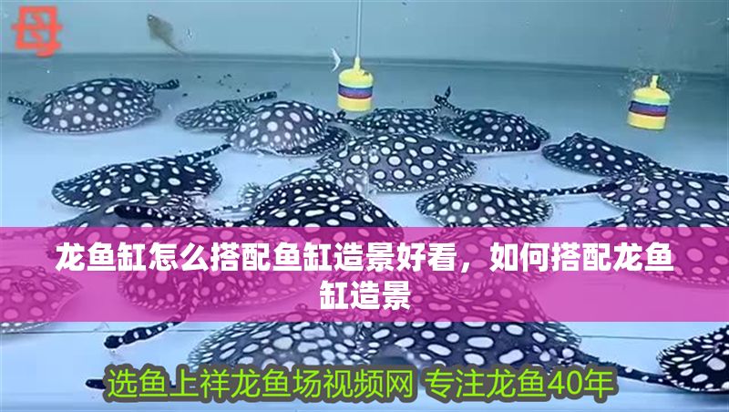 龍魚缸怎么搭配魚缸造景好看，如何搭配龍魚缸造景