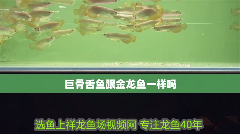 巨骨舌魚跟金龍魚一樣嗎