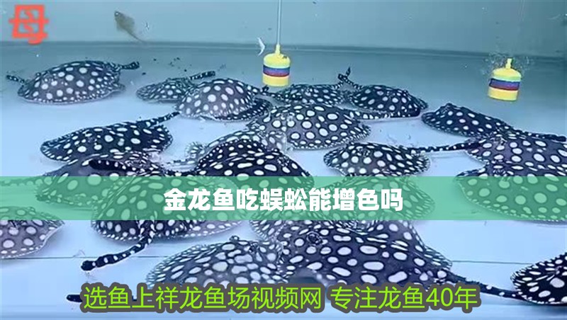 金龍魚吃蜈蚣能增色嗎