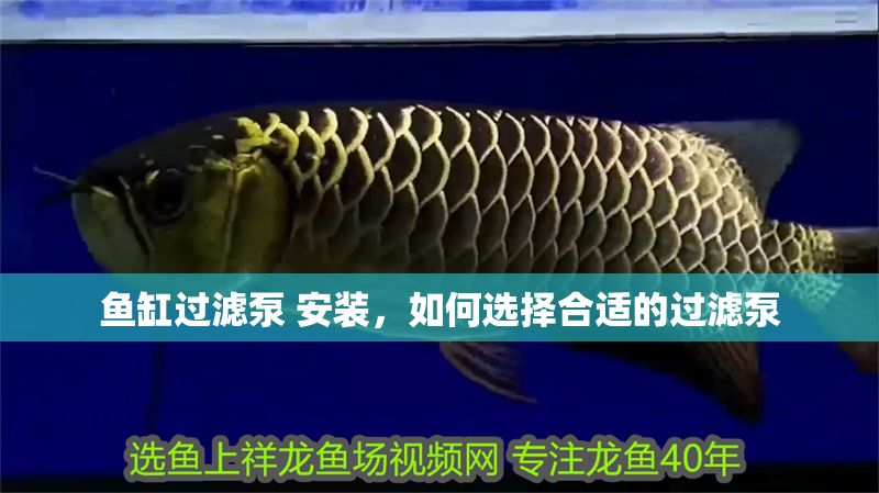 魚缸過濾泵 安裝，如何選擇合適的過濾泵