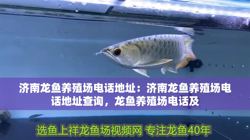 濟南龍魚養殖場電話地址：濟南龍魚養殖場電話地址查詢，龍魚養殖場電話及