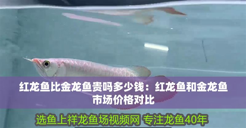 紅龍魚比金龍魚貴嗎多少錢：紅龍魚和金龍魚市場價格對比