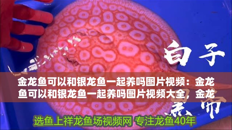 金龍魚可以和銀龍魚一起養嗎圖片視頻：金龍魚可以和銀龍魚一起養嗎圖片視頻大全，金龍魚與銀龍魚混養可行性，圖片視頻全