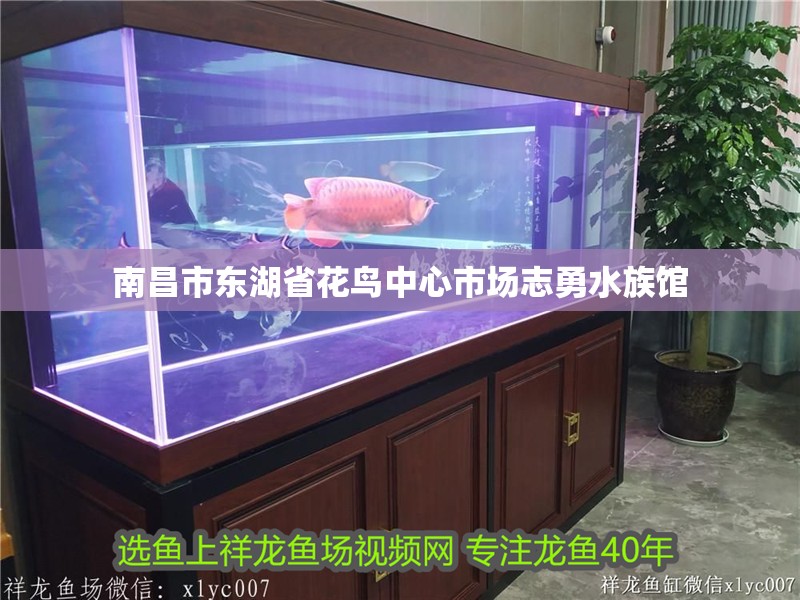 南昌市東湖省花鳥中心市場志勇水族館