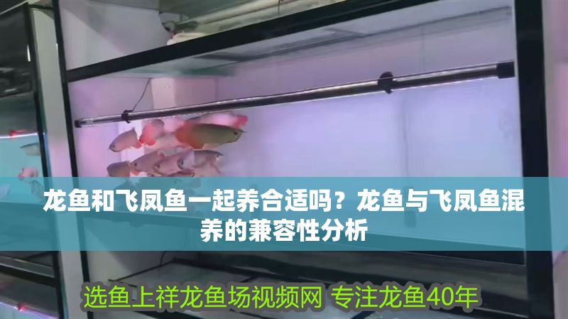 龍魚和飛鳳魚一起養合適嗎？龍魚與飛鳳魚混養的兼容性分析