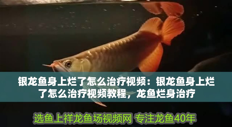 銀龍魚身上爛了怎么治療視頻：銀龍魚身上爛了怎么治療視頻教程，龍魚爛身治療