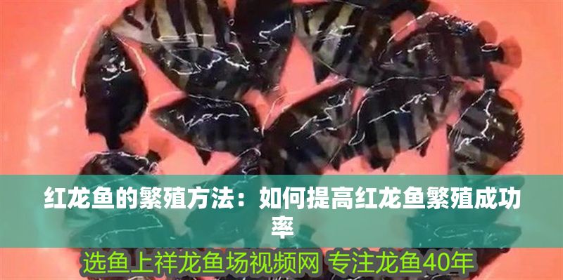紅龍魚的繁殖方法：如何提高紅龍魚繁殖成功率