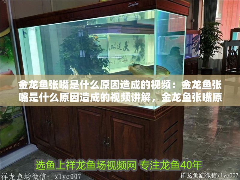 金龍魚張嘴是什么原因造成的視頻：金龍魚張嘴是什么原因造成的視頻講解，金龍魚張嘴原因，視頻深度