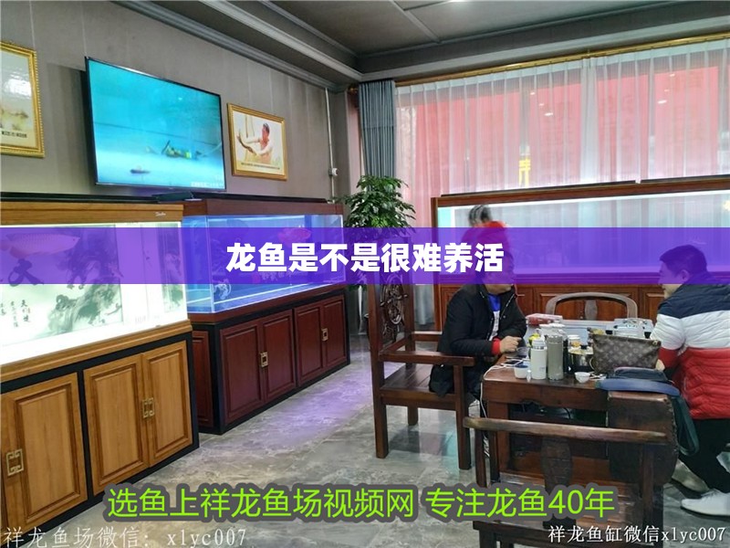 龍魚是不是很難養活