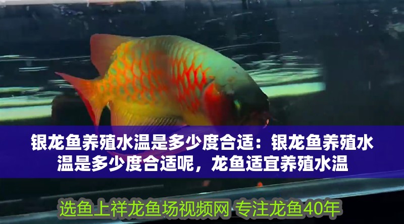 銀龍魚養(yǎng)殖水溫是多少度合適：銀龍魚養(yǎng)殖水溫是多少度合適呢，龍魚適宜養(yǎng)殖水溫