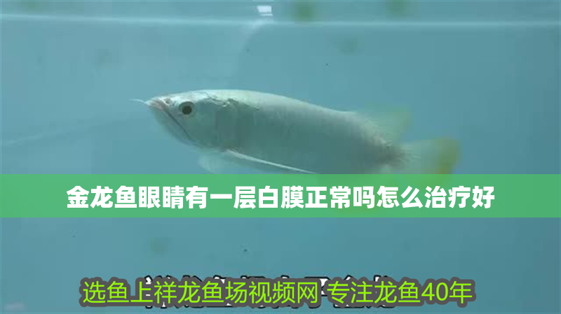 金龍魚眼睛有一層白膜正常嗎怎么治療好