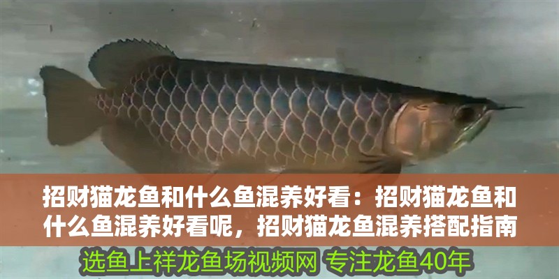 招財貓龍魚和什么魚混養(yǎng)好看：招財貓龍魚和什么魚混養(yǎng)好看呢，招財貓龍魚混養(yǎng)搭配指南，這些魚類組合讓