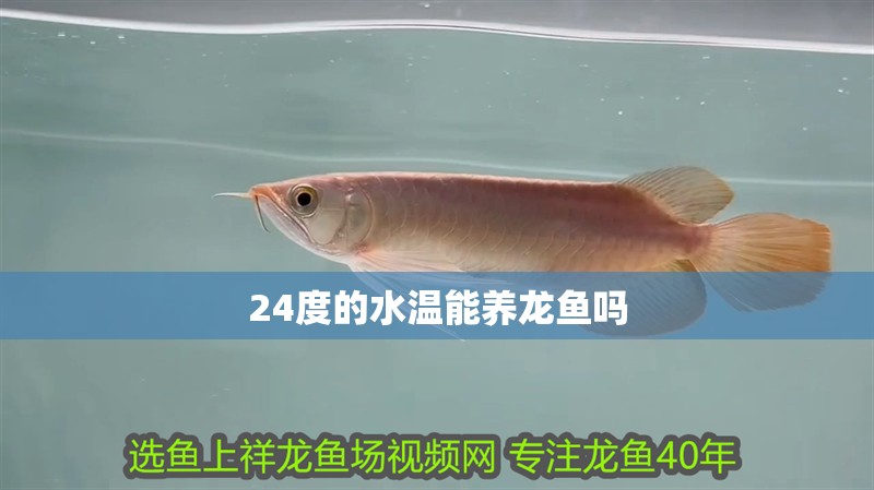 24度的水溫能養龍魚嗎