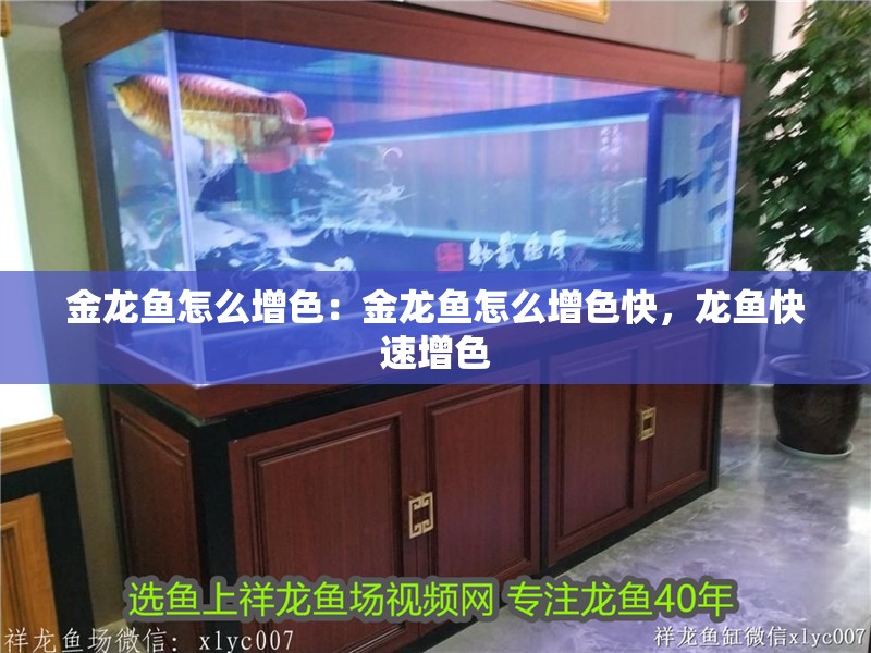 金龍魚怎么增色：金龍魚怎么增色快，龍魚快速增色