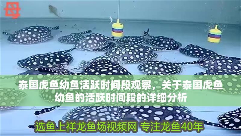 泰國(guó)虎魚幼魚活躍時(shí)間段觀察，關(guān)于泰國(guó)虎魚幼魚的活躍時(shí)間段的詳細(xì)分析