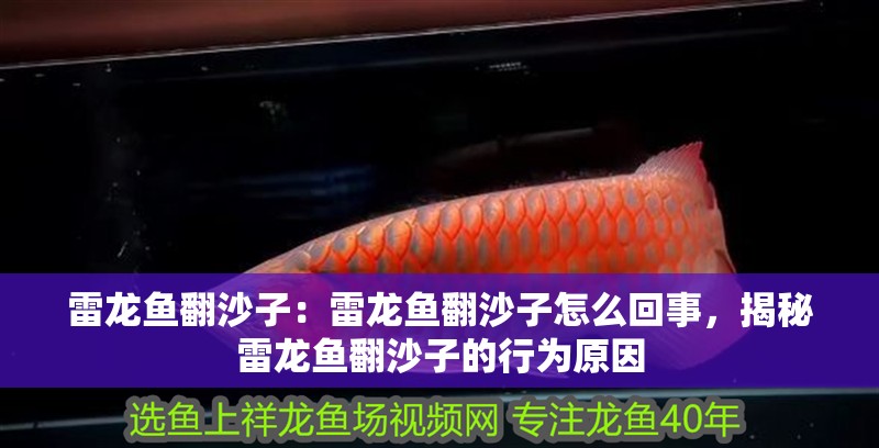 雷龍魚翻沙子：雷龍魚翻沙子怎么回事，揭秘雷龍魚翻沙子的行為原因 雷龍魚翻沙子：雷龍魚翻沙子怎么回事，揭秘雷龍魚翻沙子的行為原因 水族問答