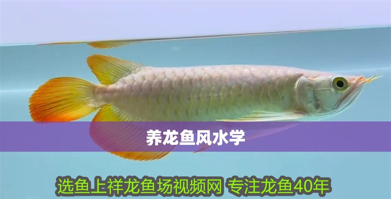 養龍魚風水學
