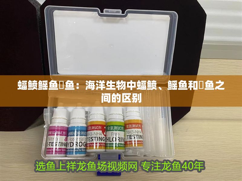 蝠鲼鰩魚魟魚：海洋生物中蝠鲼、鰩魚和魟魚之間的區別