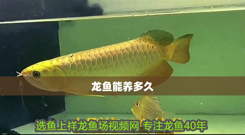 龍魚能養多久