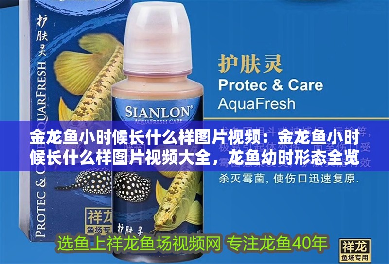 金龍魚小時(shí)候長(zhǎng)什么樣圖片視頻：金龍魚小時(shí)候長(zhǎng)什么樣圖片視頻大全，龍魚幼時(shí)形態(tài)全覽，高清圖片與視頻集錦