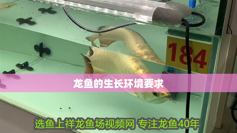 龍魚的生長環境要求