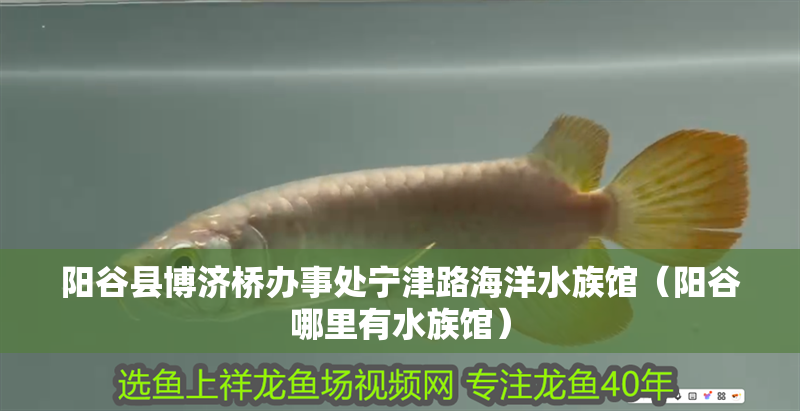 陽谷縣博濟(jì)橋辦事處寧津路海洋水族館（陽谷哪里有水族館）