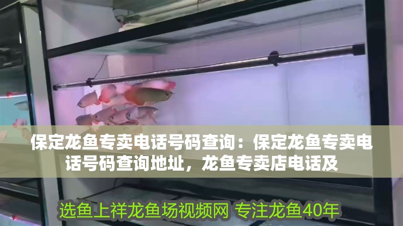 保定龍魚專賣電話號碼查詢：保定龍魚專賣電話號碼查詢地址，龍魚專賣店電話及